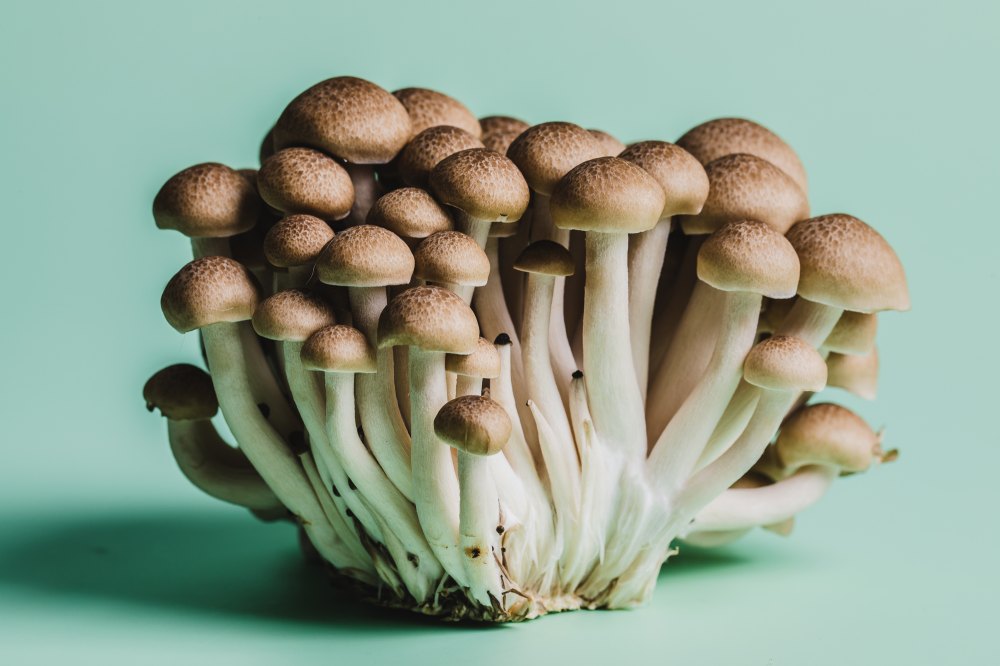 Incubus Brandon Boyd hat eine überraschende Faszination für Pilze