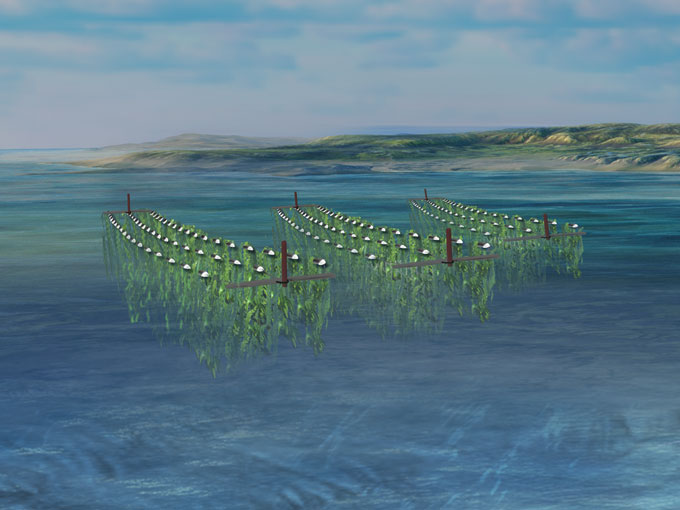 an illustration of a seaweed farm