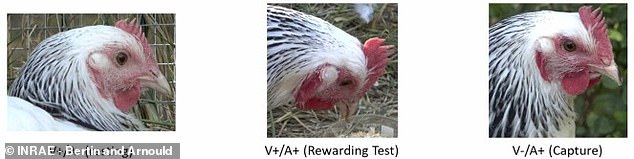 Diese drei Bilder zeigen ein Huhn in verschiedenen Zuständen.  Das Gesicht des Huhns ist blass, wenn es ruhig ist (links), etwas roter, wenn es eine Belohnung erhält (Mitte), und viel roter, wenn es gefangen wird (rechts).