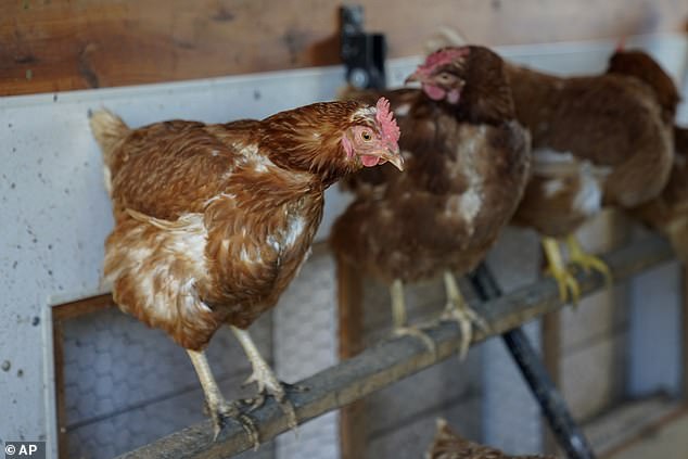 Die Forscher sagen, dass diese Technik eingesetzt werden könnte, um das Wohlergehen von in Gefangenschaft gehaltenen Hühnern zu beurteilen und die Qualität der Mensch-Huhn-Beziehungen zu beurteilen (Aktenfoto).