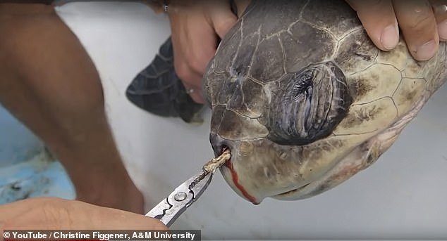 Das Video hat auch Erinnerungen an eine Schildkröte wachgerufen, die 2015 in Costa Rica von Forschern gefunden wurde, die der Kreatur einen 2,5 cm langen Plastikstrohhalm aus der Nase zogen
