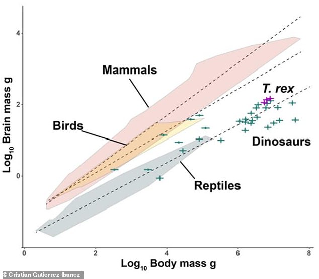 Zusammenhang zwischen Gehirn- und Körpermasse bei landlebenden Wirbeltieren.  Dinosaurier wie T. Rex hätten ähnliche Gehirn-Körpergrößen-Verhältnisse wie lebende Reptilien, sagt das Team
