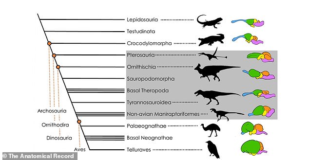 Bilder vergleichen die Körper- und Gehirngröße ausgestorbener Tiere, einschließlich des Tyrannosaurus, und moderner Arten