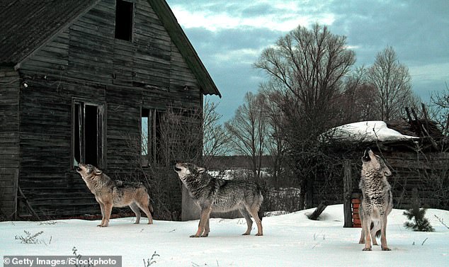 Wölfe entwickelten aufgrund der hohen Strahlungswerte von Tschernobyl mutierte Gene, die sie resistent gegen Krebs machten