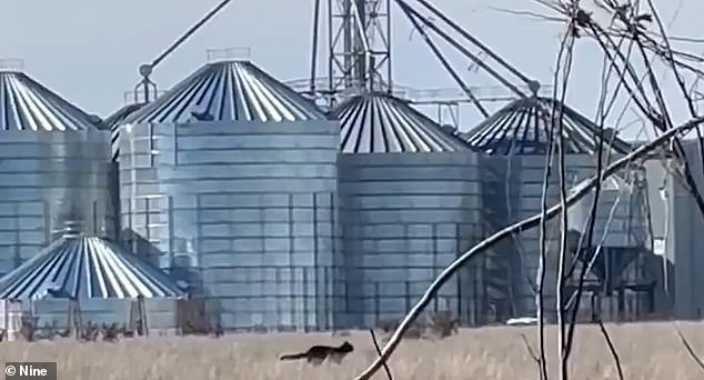 Das einminütige Video zeigt die Kreatur (im Bild), wie sie durch ein Feld rast, vorbei an einem großen Schuppen und mehreren riesigen Getreidesilos
