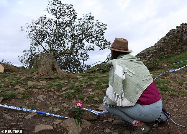Ein Spaziergänger mit einer Blume kniet nieder, um den gefällten Baum am 28. September 2023 zu betrachten
