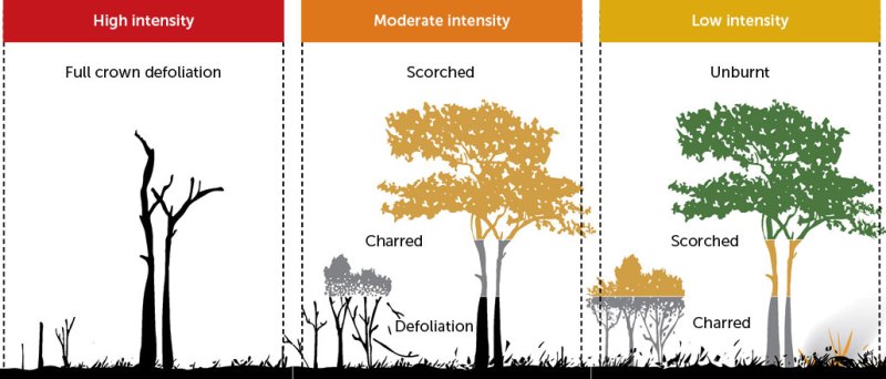 A diagram showing the effects of high-intensity, moderate-intensity and low-intensity wildfires on trees and low-lying vegetation