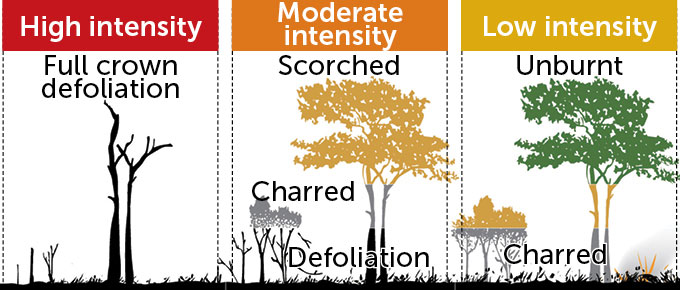 A diagram showing the effects of high-intensity, moderate-intensity and low-intensity wildfires on trees and low-lying vegetation