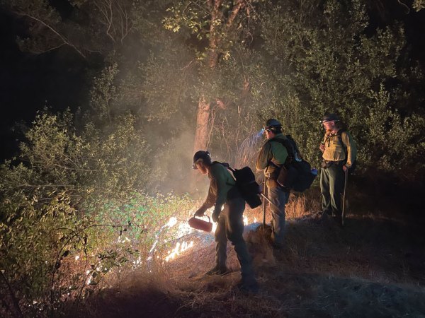 A photograph of three firefighters lighting flames in a forest to mitigate damage by the naturally ignited Six Rivers National Forest Lightning Complex Fires in 2023