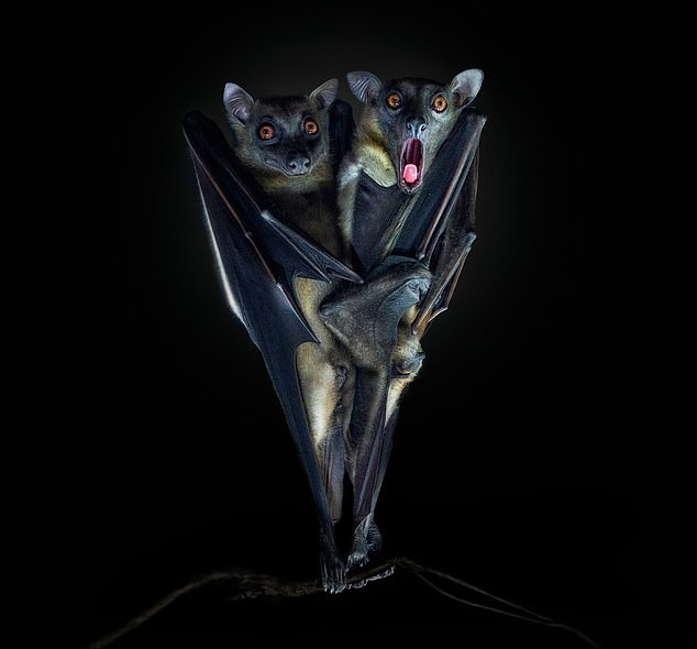 If you look carefully, you can see that these bats are hanging upside down. The photo was captured by Pedro Jarque Krebs, who turned the image upside down to give these cuddling bats a decidedly relatable appearance.