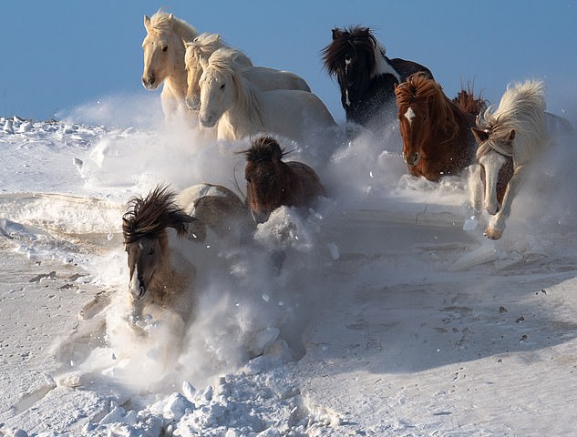 This photo made the shortlist of the 'Natural World & Wildlife' category, shows horses running through thick snow in Inner Mongolia, China. The majestic animals 'decided to take a short-cut from the high ground', says Chee Kin Wong, who captured it.