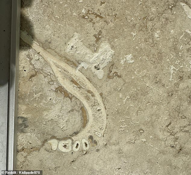 Ein Reddit-Benutzer hat dieses Foto eines Kieferknochens gepostet, der im Haus seiner Eltern gefunden wurde.  Es war eingebettet