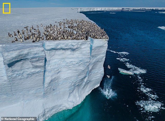 Unglaubliches neues Filmmaterial zeigt den spannenden Moment, als Hunderte von Babypinguinen von einer 50 Fuß hohen Eisklippe in der Antarktis sprangen