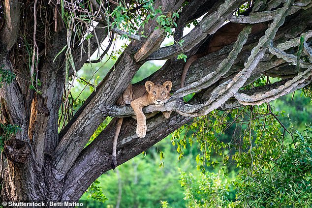 Laura Sharman travels to Queen Elizabeth National Park in Uganda in search of its tree-climbing lion population