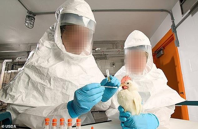 Das White Coat Waste Project hat das obige Foto erhalten und behauptet, es zeige Tierversuchsleiter im USDA-Labor, das mit chinesischen Wissenschaftlern an der Vogelgrippeforschung arbeitet