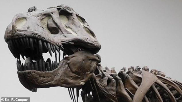 Bild eines T.-Rex-Skelettabdrucks im Senckenberg Museum Frankfurt, Deutschland.  T. rex lebte am Ende der Kreidezeit (vor etwa 66 Millionen Jahren) und kam ausschließlich im Westen Nordamerikas vor
