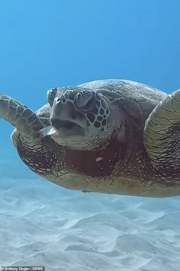 Das Video zeigt die Grüne Meeresschildkröte, die auf die Taucher zuschwimmt, ihr Maul öffnet und eine dünne Plastikfolie aushustet – zusammen mit Plastikflaschen, Dosen und anderem Müll, der auf dem Meeresboden verstreut ist