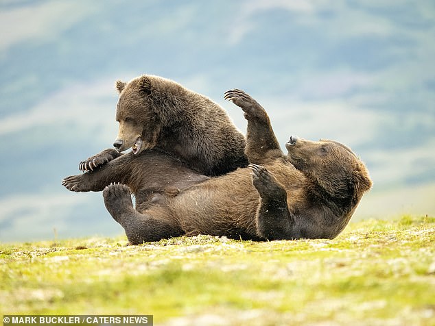 Die beiden Braunbären wurden im Katmai-Nationalpark in Alaska, USA, beim Ringen gegeneinander gefangen