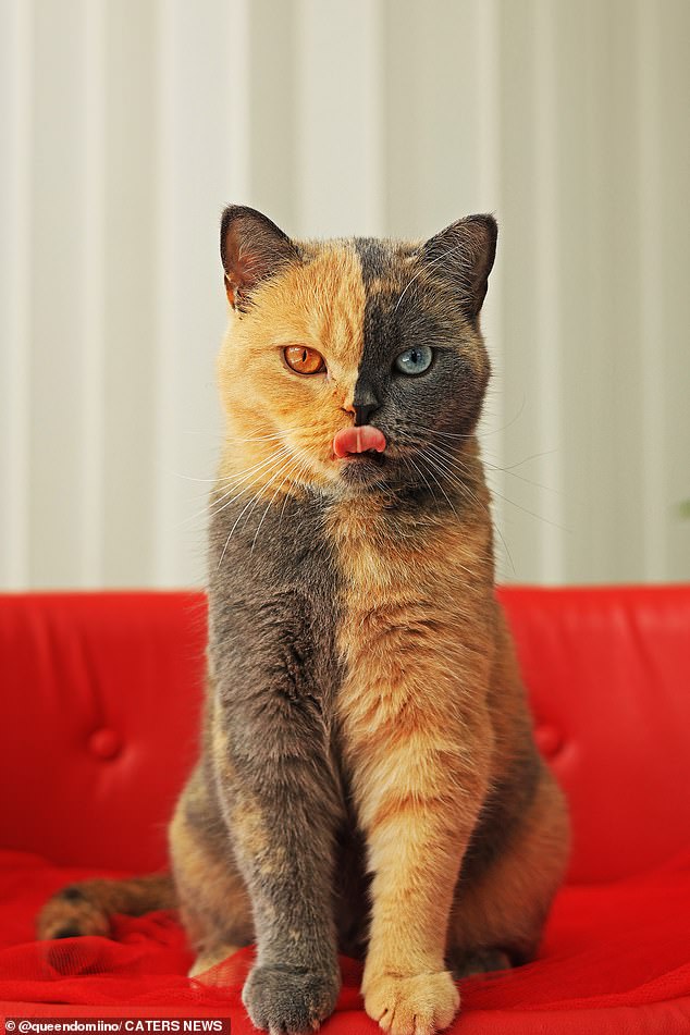 Domiino, eine Britisch-Kurzhaar-Katze aus den Niederlanden, hat Menschen auf der ganzen Welt wegen ihres einzigartigen Fells ins Schwärmen gebracht