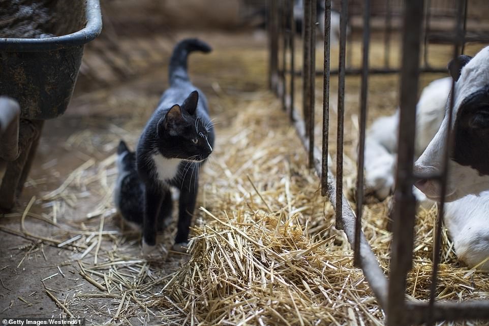 Eine Katze im engen Kontakt mit Milchkühen.  Drei Hauskatzen auf einem infizierten Milchviehbetrieb in Texas sind gestorben, nachdem sie sich mit H5N1 infiziert hatten (Archivbild)