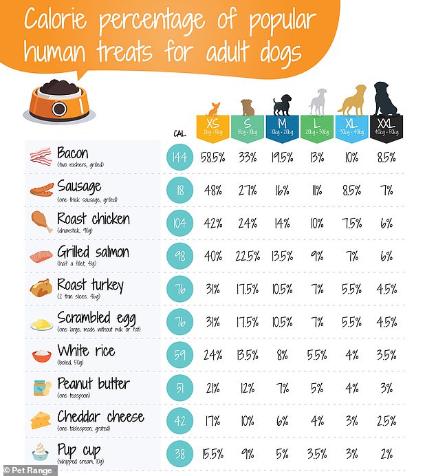 Eine neue Grafik könnte dazu führen, dass Sie zweimal darüber nachdenken, Ihrem Hund Essensreste unter dem Esstisch zuzuschleichen.  Die Grafik zeigt die menschlichen Lebensmittel, die Ihr Haustier dick machen könnten – darunter gegrillter Lachs und Rührei