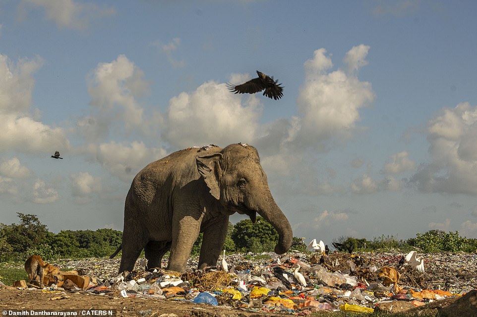 Dieses Bild fängt die herzzerreißende Realität des Lebens von Elefanten ein, die in Sri Lanka den Müll durchwühlen