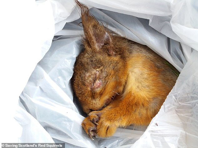Im Hochland wurde ein Eichhörnchen gefunden, das an der Krankheit gestorben ist.  Das Eichhörnchen wies die verräterischen Merkmale der Krankheit auf, darunter Geschwüre und Krusten um Augen und Mund