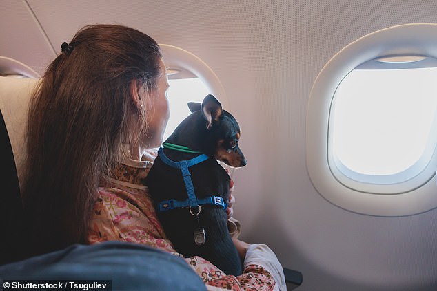 Es ist eine heftige Debatte darüber entbrannt, ob Hunde weiterhin in Flugzeugkabinen fliegen dürfen, nachdem ein Hündchen auf einem Flug einen „unschönen“ Unfall hatte, der ihn zur Umleitung zwang (Archivbild)