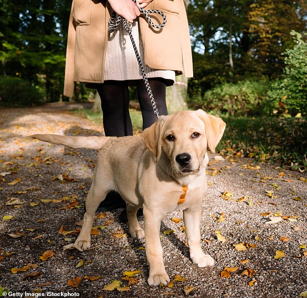 Forscher der Medizinischen Universität Wien untersuchten 26.000 Krankenschwestern in den USA und fanden heraus, dass diejenigen, die früh aufstanden, um mit ihrem Hund rauszugehen, eine deutliche Verbesserung ihrer Stimmung feststellten