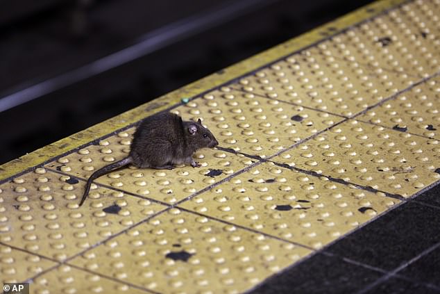 Der Gesetzgeber erwägt einen Gesetzentwurf, der den Einsatz von Geburtenkontrolle anstelle von Rattengift vorsieht, um Ratten in New York City zu eliminieren