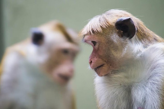 Menschen können sich infizieren, wenn sie von einem infizierten Makaken gebissen oder gekratzt werden (Archivbild) oder Kontakt mit den Augen, der Nase oder dem Mund des Affen haben