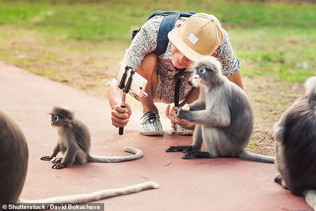 Berichten zufolge hat sich der Mann mit dem Virus infiziert, nachdem er Ende Februar bei seinem Besuch im Kam Shan Country Park, auch Affenhügel genannt, von einem Affen angegriffen wurde (Archivbild).