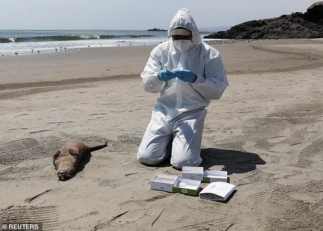 Das Vogelgrippevirus hat in einer einzigen Kolonie in den USA etwa 17.400 Robbenjunge getötet.  Die Fähigkeit des Virus, von Vögeln auf Säugetiere überzugehen, hat einige Virologen beunruhigt