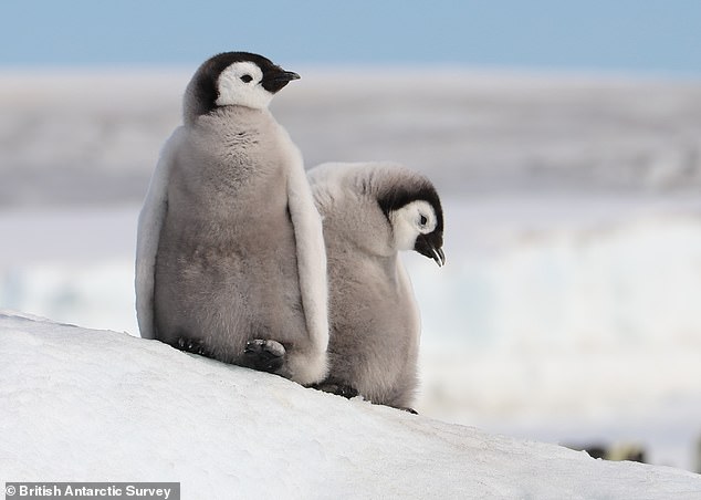 Forscher des British Antarctic Survey (BAS) haben gewarnt, dass 99 Prozent der Vögel bis zum Jahr 2100 ausgerottet sein könnten, wenn die Treibhausgasemissionen weiter auf dem aktuellen Niveau ansteigen