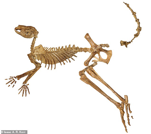 Protemnodon Viator (im Bild) wäre mit einem Gewicht von bis zu 170 kg das größte der alten Kängurus gewesen.  Dieses fast vollständige Skelett zeigt, wie lang seine Beine gewesen sein dürften