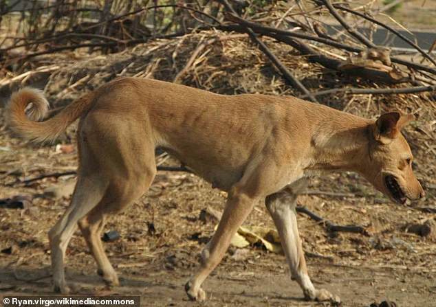 Dogs without humans could start looking like 'village dogs' - free-ranging, free-breeding canines closer to the mutts of thousands of years ago, with more traditionally 'doggy' features such as a pointed snout and lean torso. Pictured, the Indian Pariah Dog, a village dog and thought to have been present in Indian villages as early as 4,500 years ago