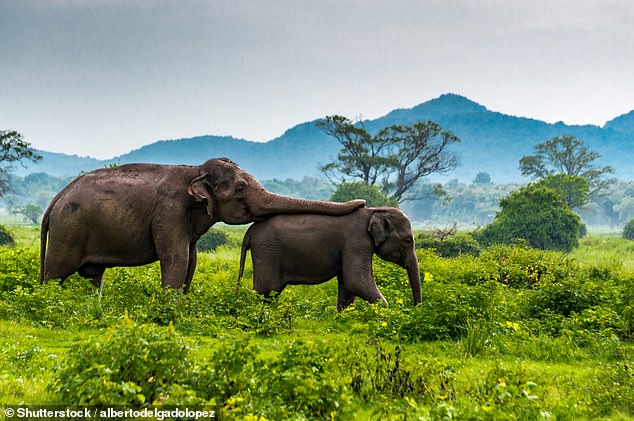 Schwergewichtige Highlights: Bei einem Besuch in Sri Lanka sieht Sian Boyle Elefanten in freier Wildbahn im Minneriya-Nationalpark (im Bild)