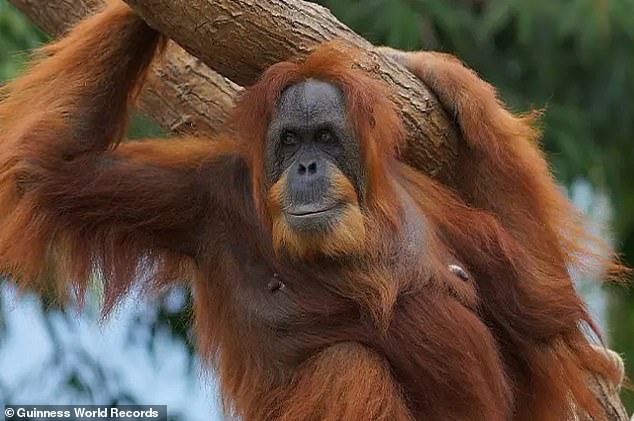 Normalerweise werden in freier Wildbahn lebende Orang-Utans etwa 35–40 Jahre alt, während in Gefangenschaft lebende Orang-Utans mit einer Lebenserwartung von etwa 50 Jahren rechnen können.  Im Bild: Bella im Jahr 2015