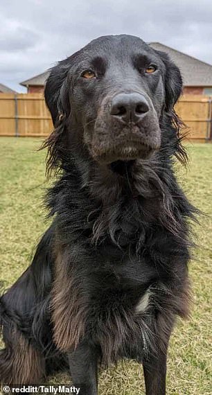 November 2021: Vor etwa zweieinhalb Jahren war Buster ein normaler schwarzer Hund