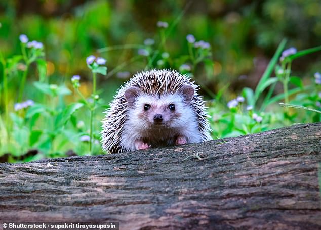 Die National Hedgehog Week findet von Sonntag, 5. Mai, bis Samstag, 11. Mai, statt und wird von der British Hedgehog Preservation Society (BHPS) organisiert.  Im Bild: Aktenbild eines jungen Igels auf Holz