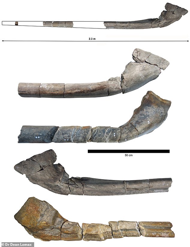 Archäologen der University of Bristol und der University of Manchester haben die letzten Jahre damit verbracht, Fragmente eines Kieferknochens zusammenzusetzen, der in der Westbury Mudstone Formation ausgegraben wurde