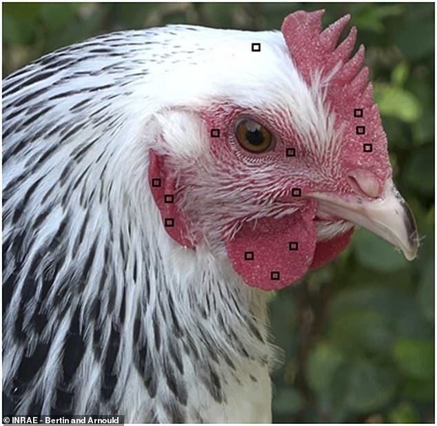 Die Gesichter der Hühner wurden von einem Computerprogramm untersucht, das die Details ihrer Gesichter (im Bild) beurteilte, um zu sehen, wie sie während der Bewegung roter wurden