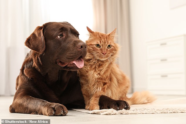 Eine Studie hat Hinweise auf die Übertragung multiresistenter Bakterien zwischen kranken Katzen und Hunden und ihren gesunden Besitzern in Portugal und Großbritannien gefunden
