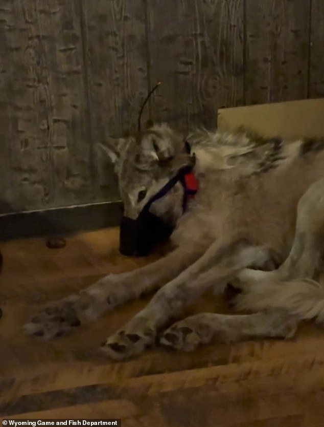 Disturbing video shows how a Wyoming hunter tortured and paraded a young wolf around the small-town bar back in February