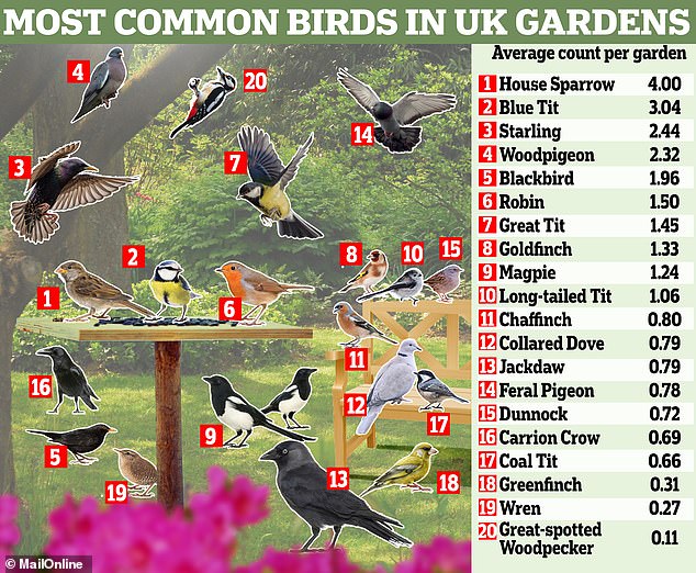 Laut RSPBs Big Garden Birdwatch 2024 ist der Haussperling der am häufigsten gesehene Vogel in britischen Gärten, gefolgt von der Blaumeise, dem Star und der Waldtaube