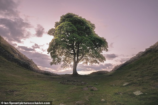 Der ikonische Baum, von dem angenommen wird, dass er 300 Jahre alt ist, wurde heute Morgen gefällt aufgefunden
