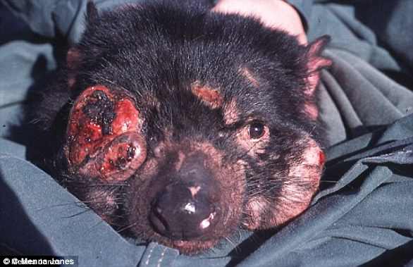 Das Bild zeigt einen Tasmanischen Teufel, der von einem Gesichtstumor betroffen ist, der normalerweise tödlich verläuft