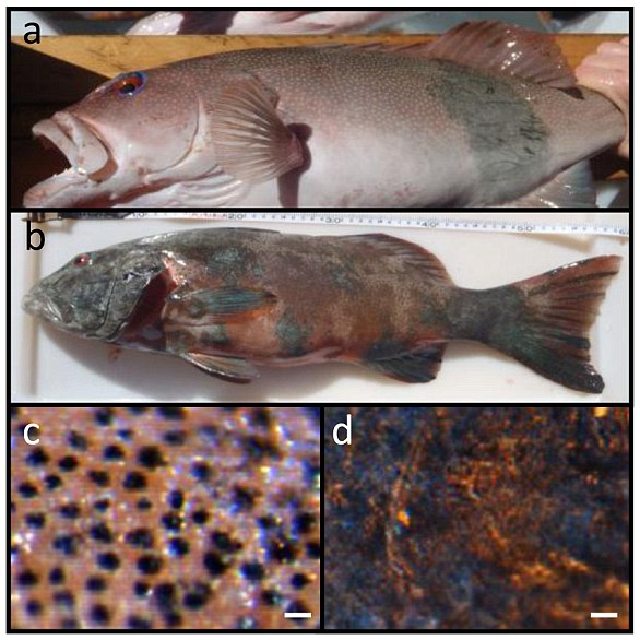 Bild a) zeigt einen Fisch mit einem großen Melanom auf der Seite;  b) ist fast vollständig mit Melanomen bedeckt;  c) ist eine Nahaufnahme einer normalen Fischhaut;  d) ist eine Nahaufnahme eines Melanoms auf der Fischhaut