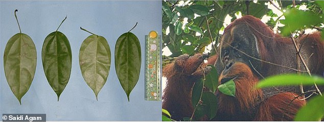 Die Blätter von Akar Kuning (links), einer Pflanze, die in Indonesien zur Behandlung von Ruhr, Diabetes und Malaria eingesetzt wird.  Der Orang-Utan Rakus (rechts) frisst die Blätter.