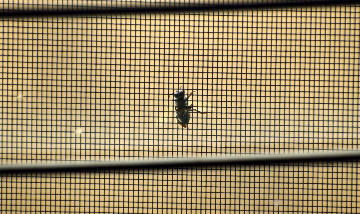 Eine Biene auf dem Fenstergitter